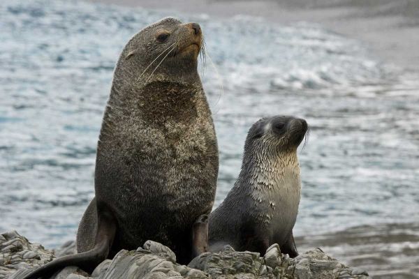 South Georgia Island Mother fur seal and pup